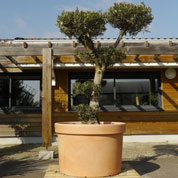 Gigantic Pot for Tree - D.105 x H.70 cm